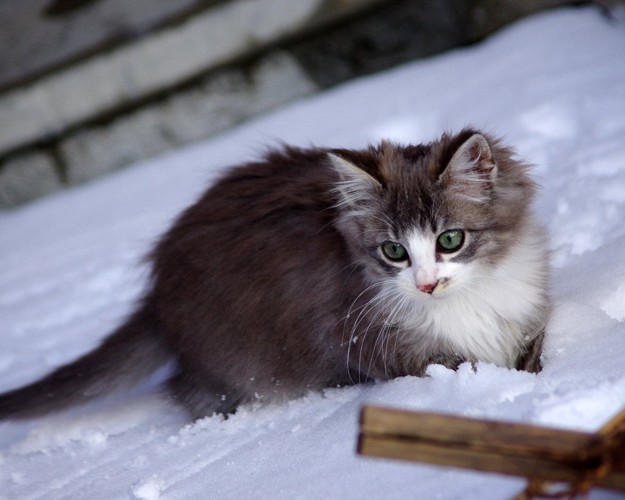 雪の中を歩くノルウェージャンフォレストキャットの子猫