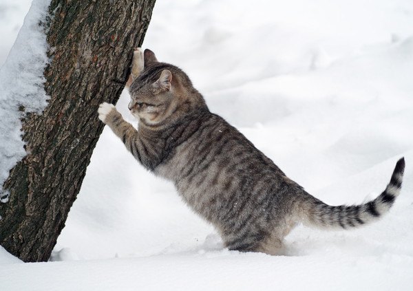 雪の外で爪をとぐ猫