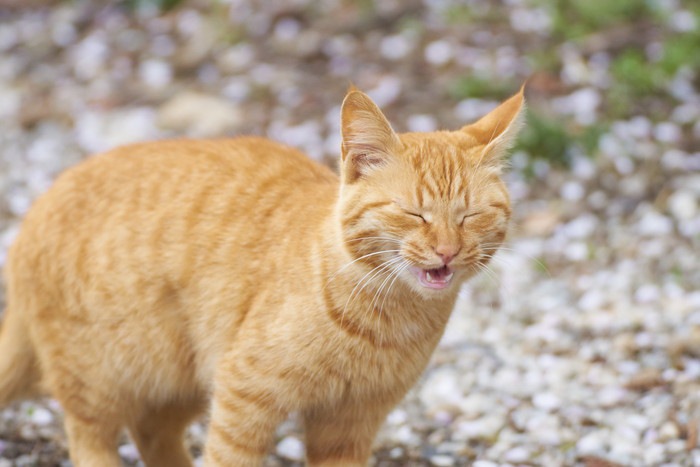 くしゃみをする猫の写真