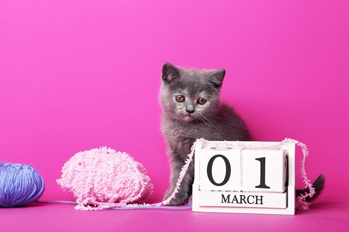 ピンクの背景と子猫とカレンダー