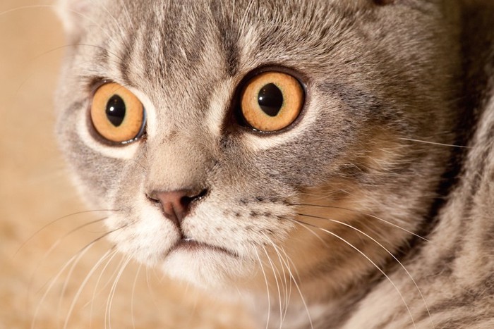 驚いた表情でまん丸な瞳の猫