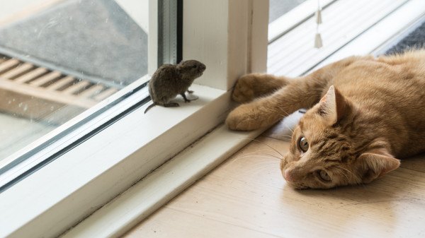 窓際の猫とネズミ