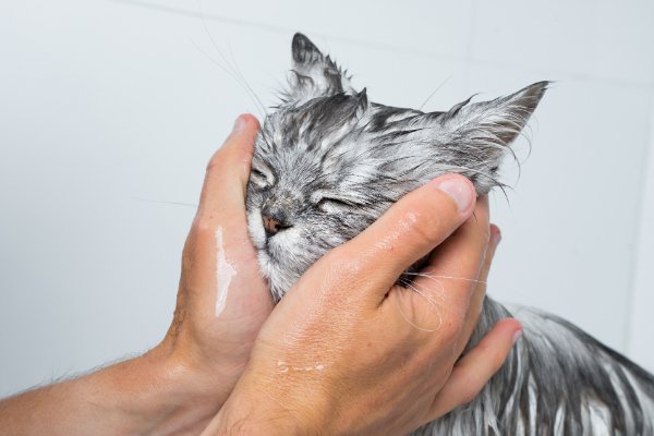 顔を洗われる猫