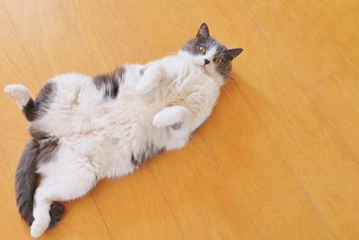 床にゴロゴロして甘えている猫