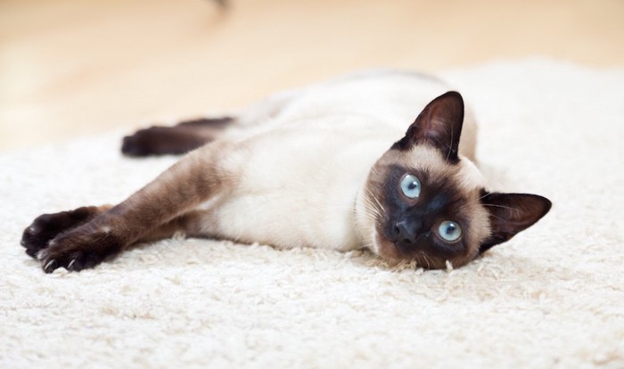 カーペットに横になって休むシャム猫