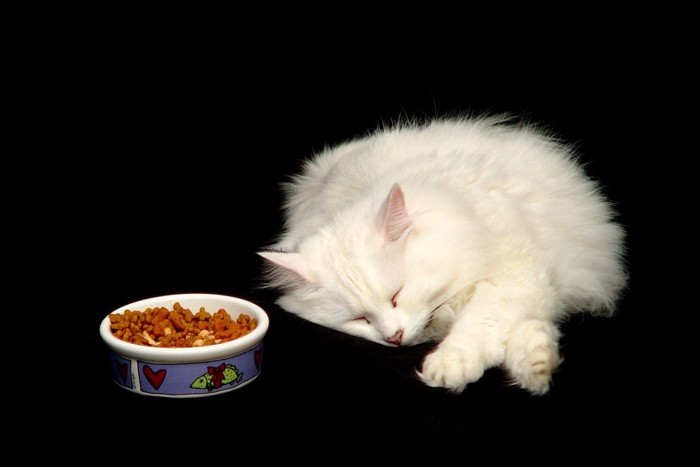 ご飯を拒絶する猫