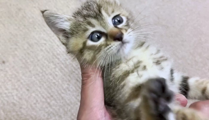 ぱっちりとした目の可愛い子猫