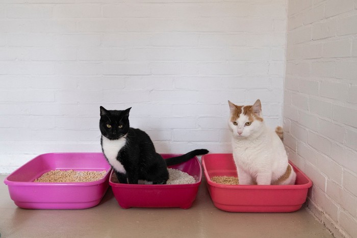 多頭飼い用の猫トイレと猫