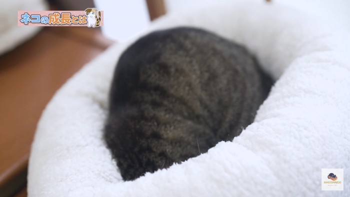 毛布に埋もれる猫の背
