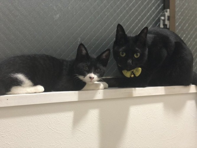 子猫と黒猫