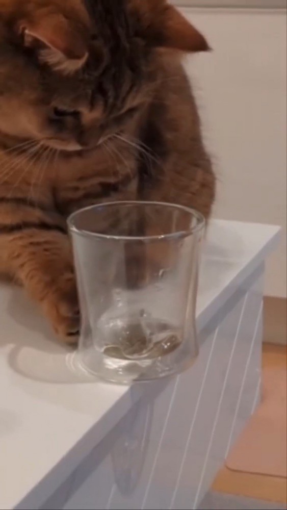 テーブルの端にあるグラスを触る猫