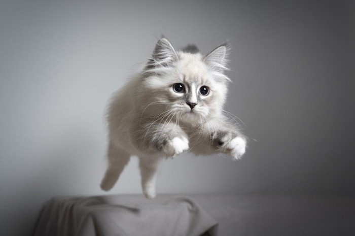 ジャンプする白猫