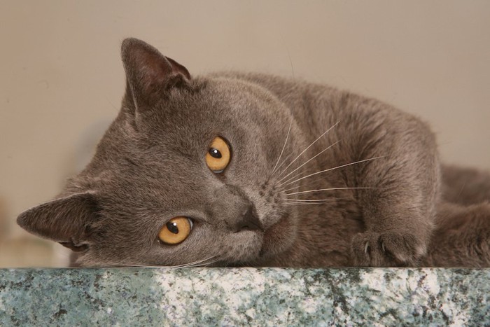 大理石の床の上で寝転ぶグレーの猫