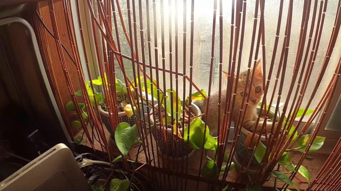 鉢植えの上に乗りこちらを見る猫