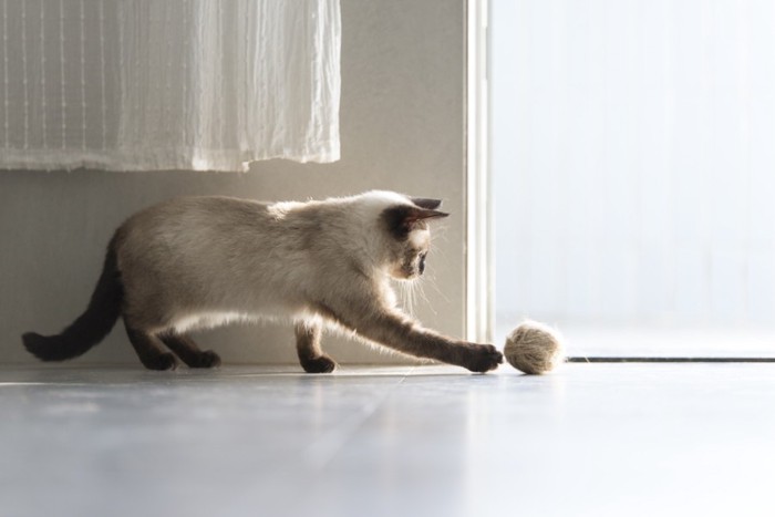 毛玉ボールで遊んでいる猫