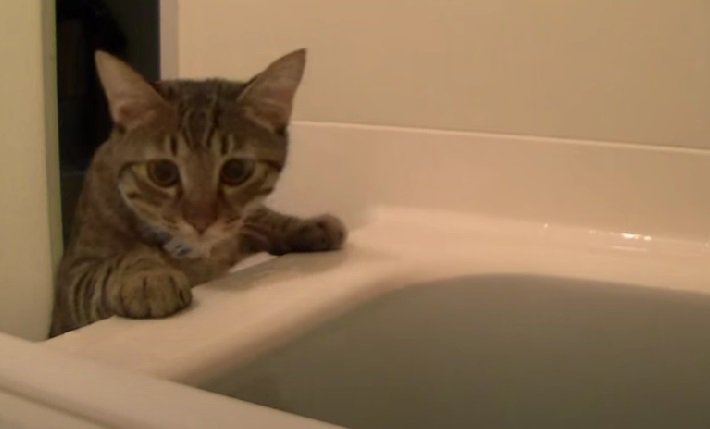 入浴中の飼い主さんを見るキジトラ猫