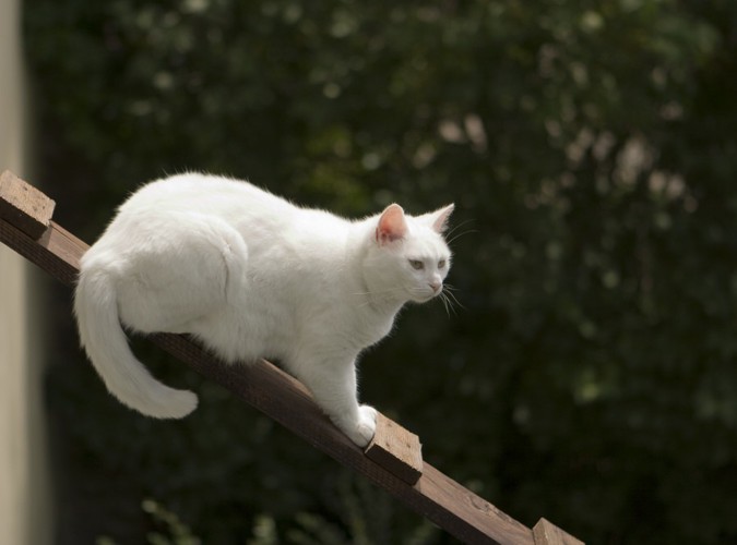 はしごの上の白い猫