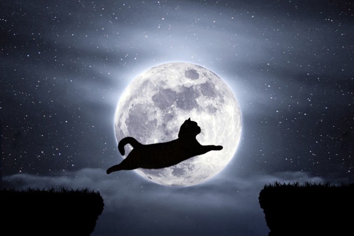 夜空にジャンプする猫