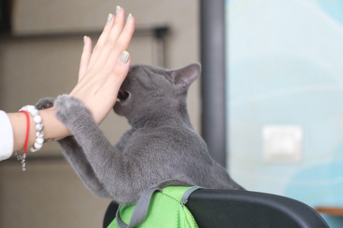 噛みそうな猫を掌で阻止する人