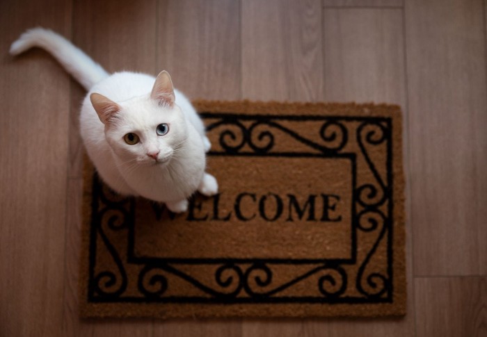 玄関で出迎える猫