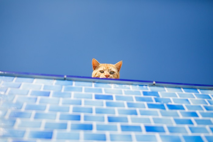 大空のもと水色の壁から顔を出す猫