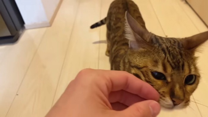 顔を人の手に擦り付ける猫