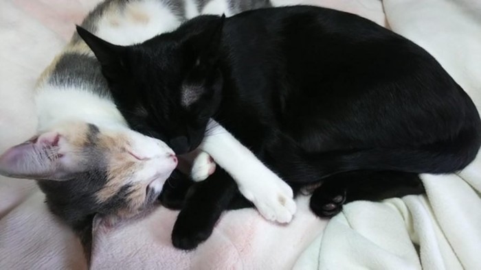 抱き合って眠る姉妹