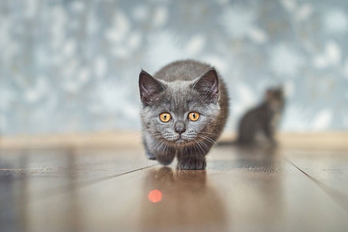 レーザーポインターの光に夢中の猫