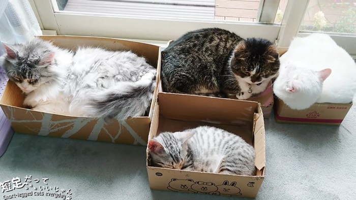 箱に入って寝る猫たち