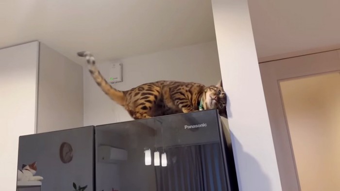 冷蔵庫の上で頭を擦り付ける緑色の首輪の猫