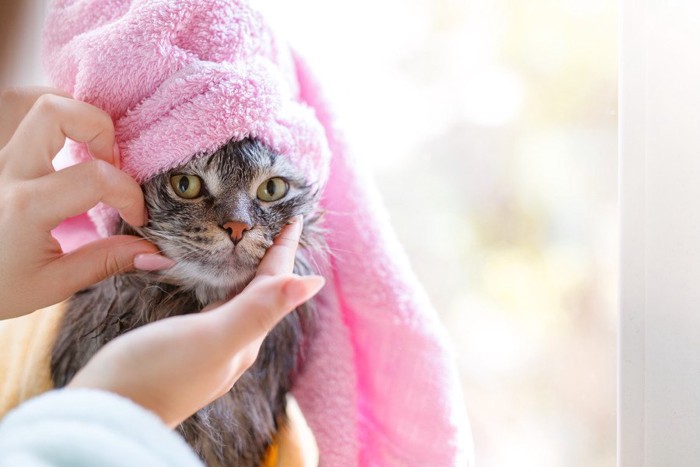 ピンクのタオルを巻いた猫