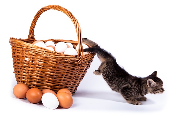 卵の中から出る猫
