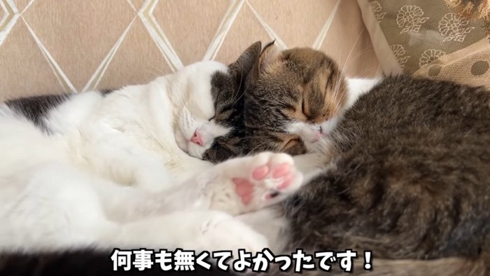 頭をくっつけて寝る2匹の猫
