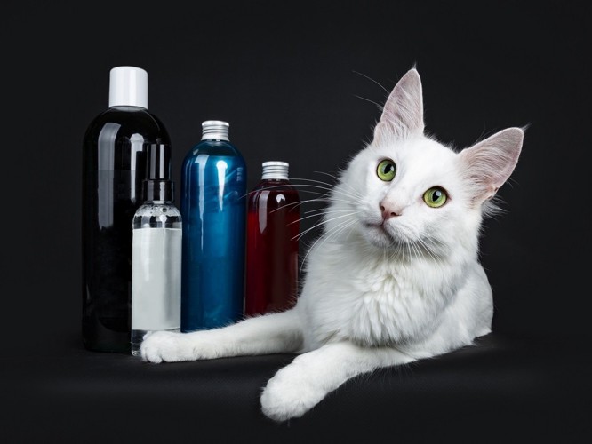 ボトル数本と白い猫