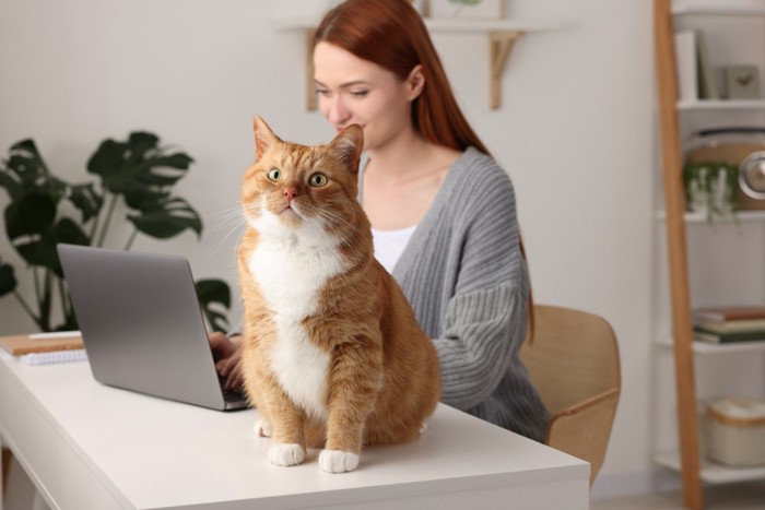 PCをに向かう人とお座りをしている猫