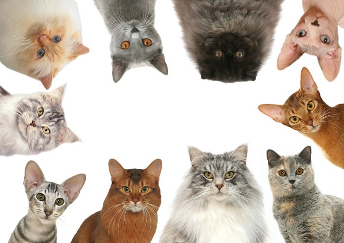 円形に並んだ複数の種類の猫の顔