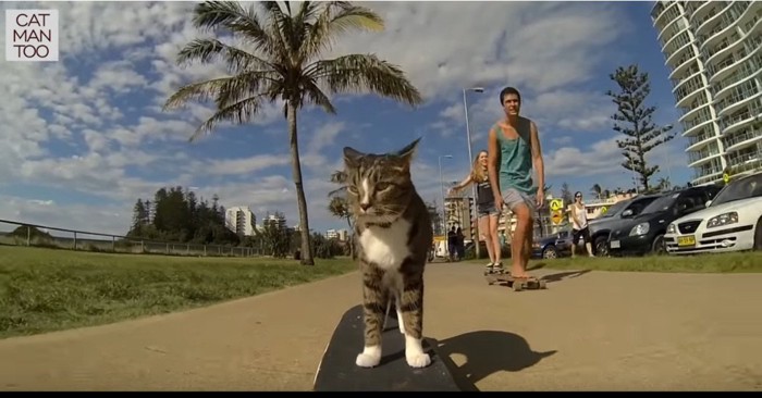 歩道でスケボーに乗る猫