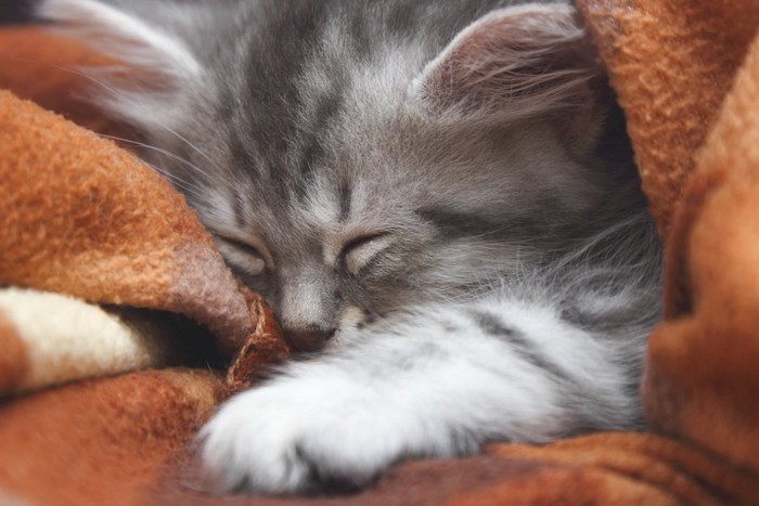 毛布の上で手を伸ばして眠っている猫