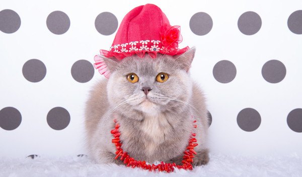 赤い帽子を被る灰色猫