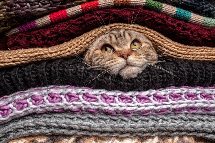 セーターから顔を出す猫