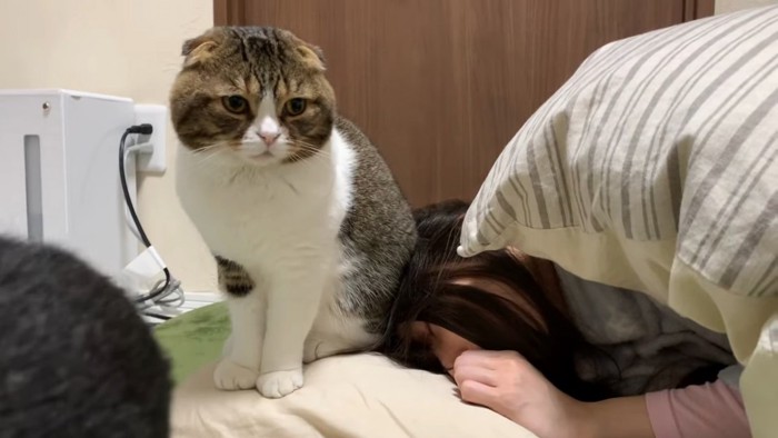 人の頭の横に座る猫