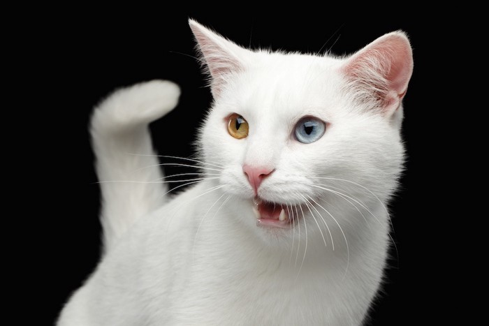 鳴く白い猫