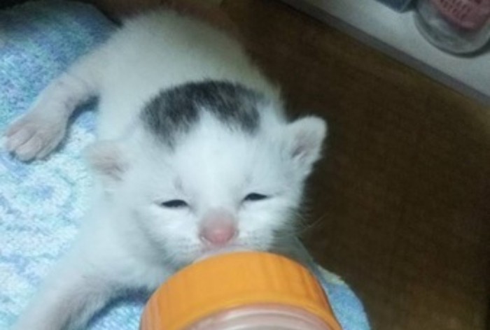 ミルクを飲んでる子猫