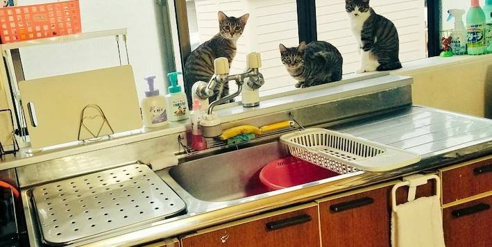 台所の窓から外を見る3匹の猫