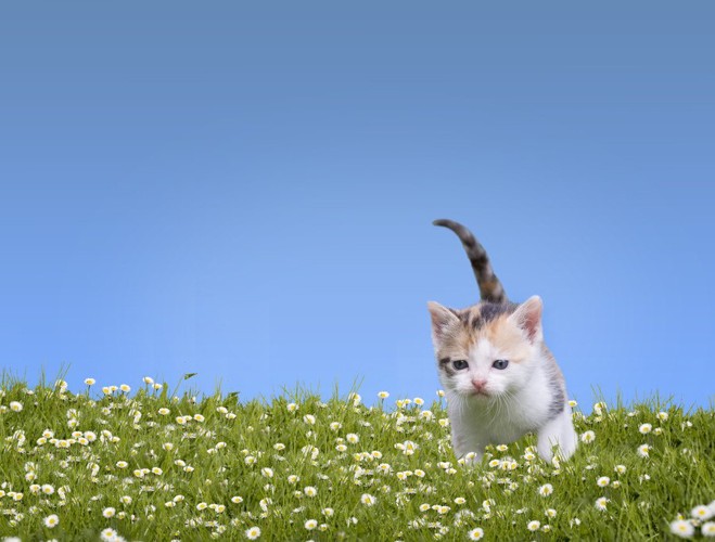 草原の中の子猫