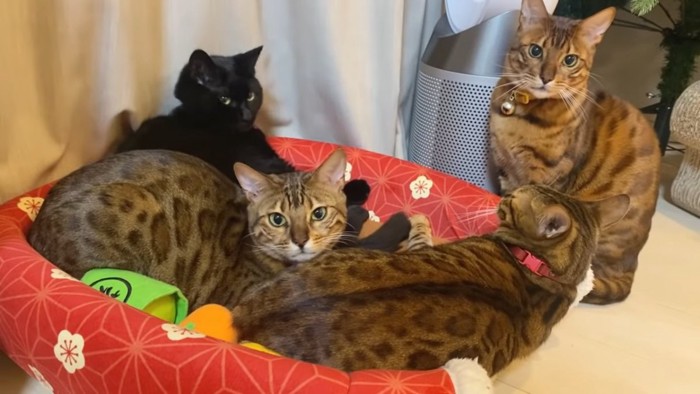 ベッドの中の3匹の猫と座る猫