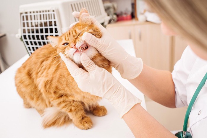 歯の検診を受ける猫