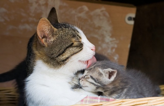 子猫を舐める母猫