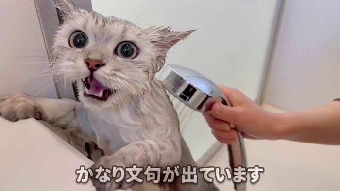 シャワーを浴びさせられている猫