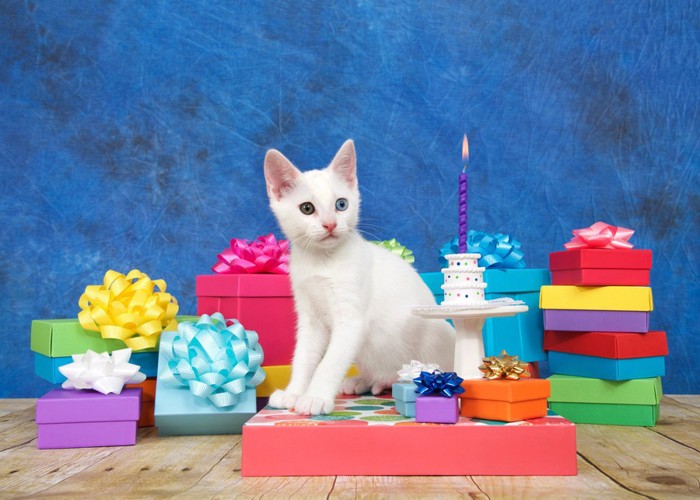 誕生日会の猫
